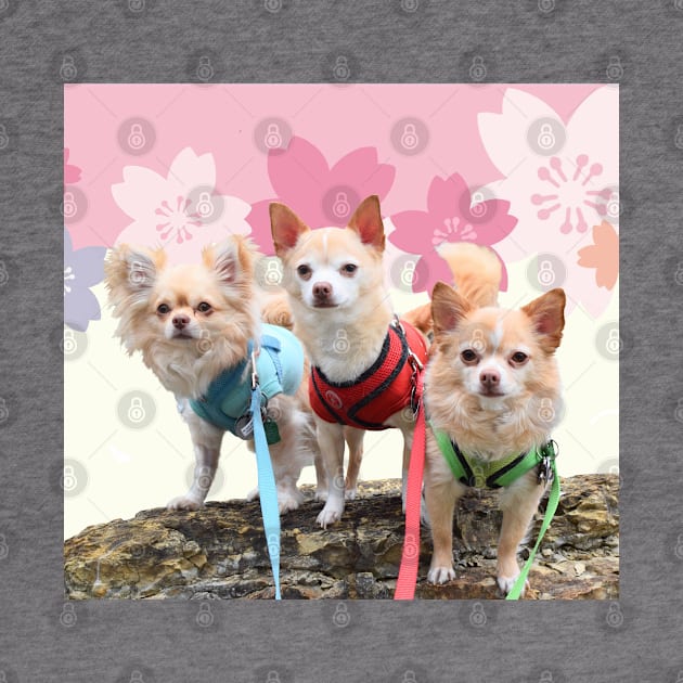 Sakura Chihuahuas by BarkPink